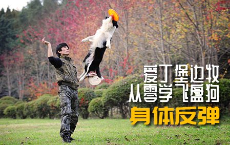 爱丁堡边牧飞盘狗训练教程：身体反弹