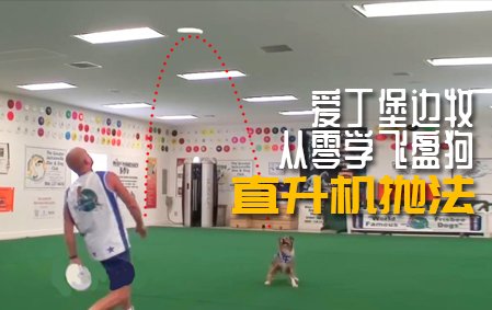 爱丁堡边牧飞盘狗训练教程： 直升机抛盘