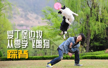 爱丁堡边牧飞盘狗训练教程：踩背
