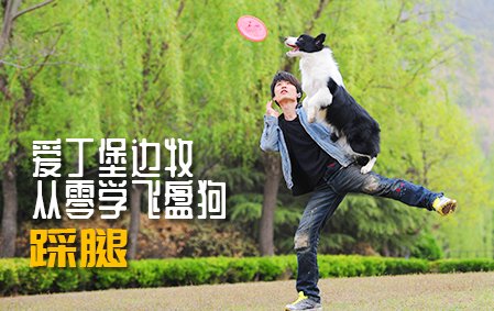 爱丁堡边牧飞盘狗训练教程：踩腿