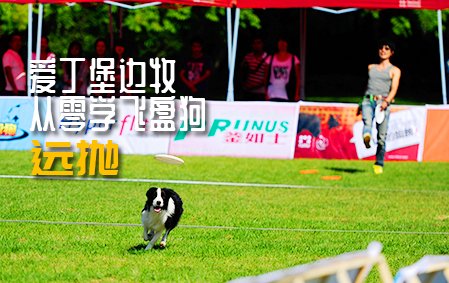 爱丁堡边牧飞盘狗训练教程：远抛