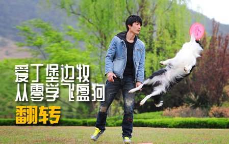 爱丁堡边牧飞盘狗训练教程：翻转