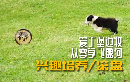 爱丁堡边牧飞盘狗训练教程：兴趣培养/滚盘