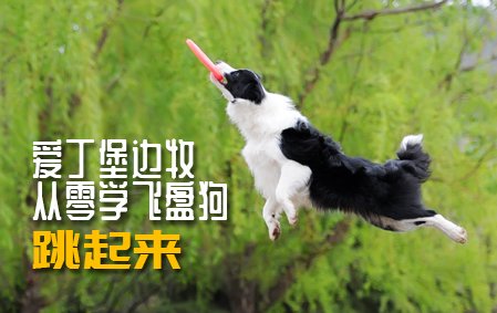 爱丁堡边牧飞盘狗训练教程：跳起来