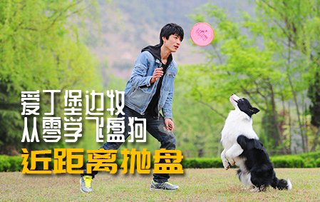 爱丁堡边牧飞盘狗训练教程：近距离抛盘