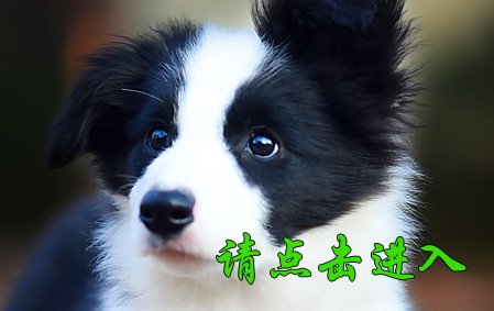 感谢山西吴先生第二次结缘 布鲁 公F1