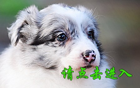 小舒格