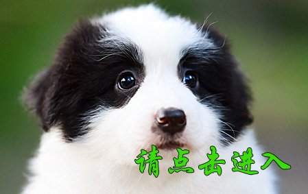 小舒格