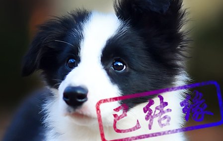 感谢山西吴先生第二次结缘 布鲁 公F1