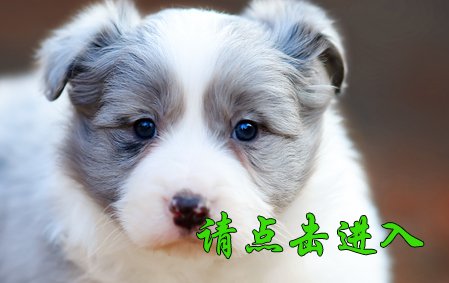 晓帅帅
