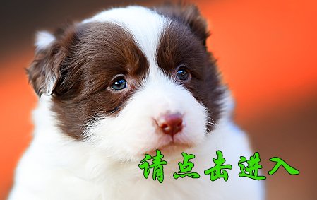 晓帅帅