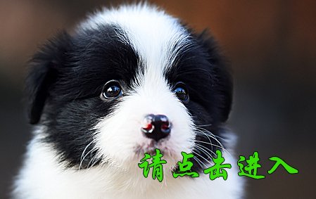 感谢深圳宋先生已结缘 舒格 公E3