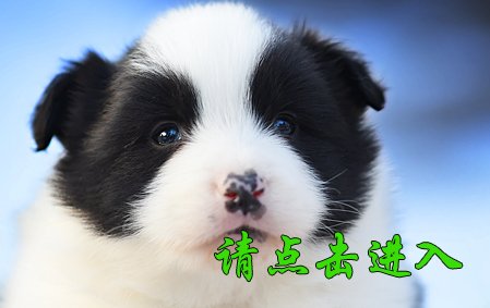 感谢山西吴先生第二次结缘 卡罗琳 公F1