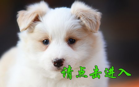 感谢泰安林先生结缘 卡罗琳 母F1