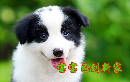 感谢山西张先生已结缘 2020年
