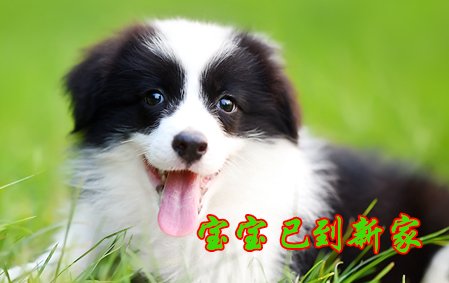 感谢苏州万先生已结缘西卡 2020年
