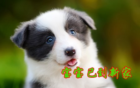 感谢上海莫小姐第四次选择贱贱 2020年