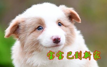 感谢青岛张先生已结缘 2020年