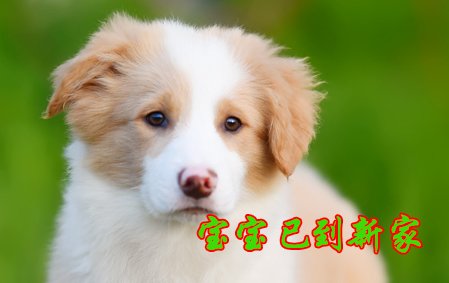 感谢武汉杨先生已结缘可乐 2021年