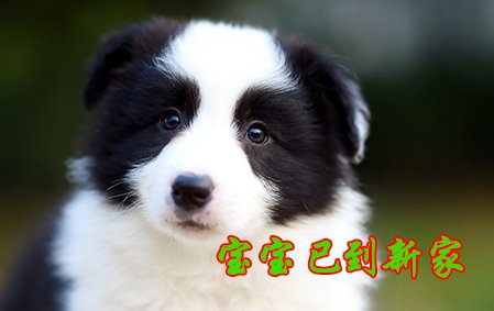 感谢郑州郭先生已结缘奥利奥 2021年