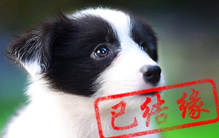 感谢沈阳杨女士已结缘 娜莎 母E5