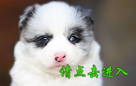 感谢泰安林先生结缘 卡罗琳 母F1