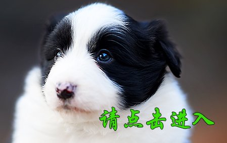 感谢青岛曹女士结缘 叮叮 公E1