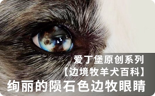 【边境牧羊犬百科】绚丽的陨石色边牧眼睛