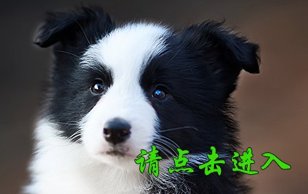 感谢泰安林先生结缘 卡罗琳 母F1
