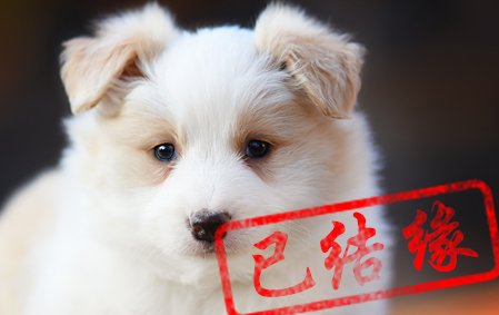 感谢泰安林先生结缘 卡罗琳 母F1