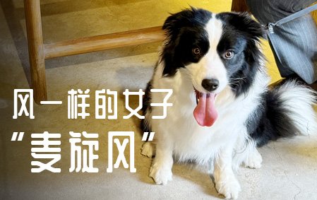 【成长见证】风一样的女子“麦旋风”（苏州何女士）