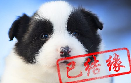 感谢山西吴先生第二次结缘 卡罗琳 公F1