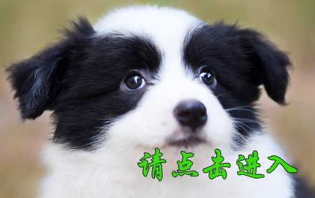 安吉拉