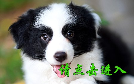 娜莎
