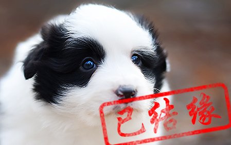感谢哈尔滨王先生已结缘 叮叮 公E2