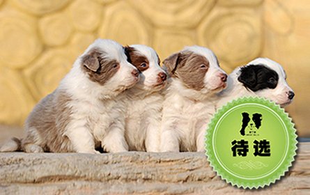感谢青岛孙先生提前预定