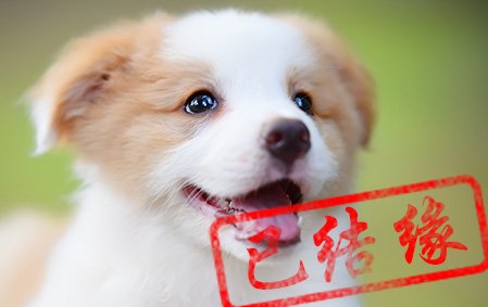感谢河北唐女士已结缘 艾米