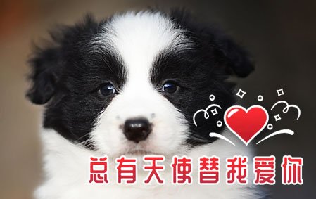 恭喜河南郭女士结缘 沫沫 公C1
