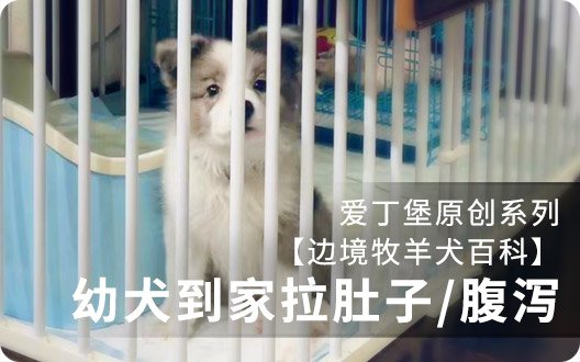 【边境牧羊犬百科】幼犬到家拉肚子/腹泻了怎么办