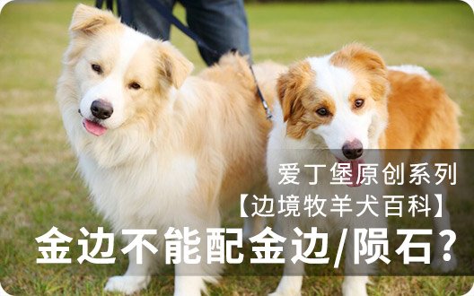 【边境牧羊犬百科】为什么金边不能配金边&金边不能配陨石