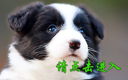 感谢山西王先生已结缘 薇薇 母G2