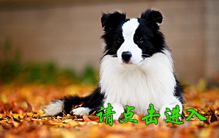 小闪电