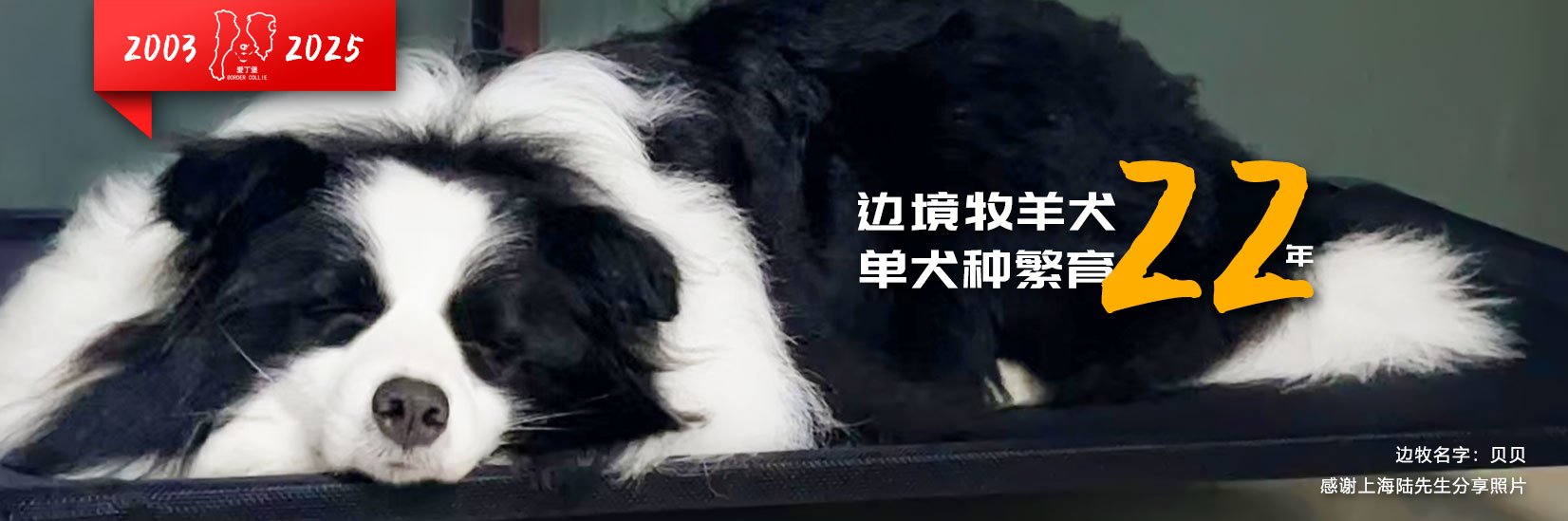 高品质边境牧羊犬-纯种边牧-黄白色边牧照片-金色边牧幼犬-黄色边境牧羊犬幼犬