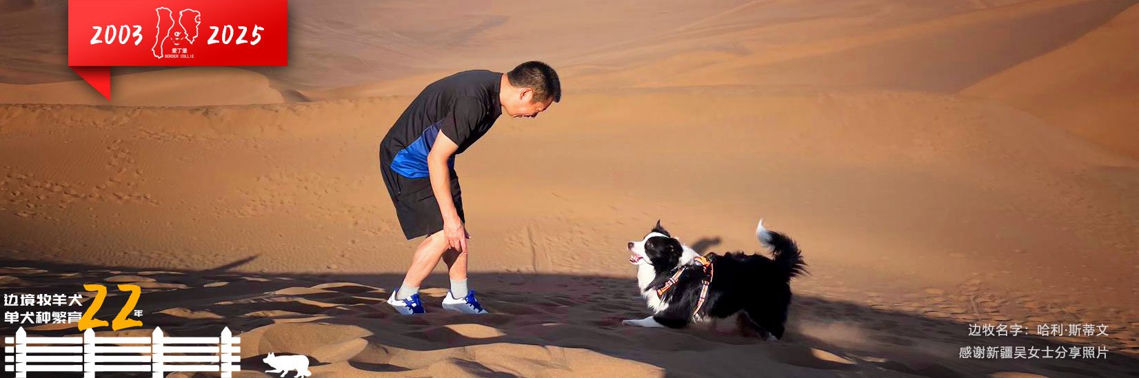 专业边牧犬舍繁育繁殖双血统边牧幼犬