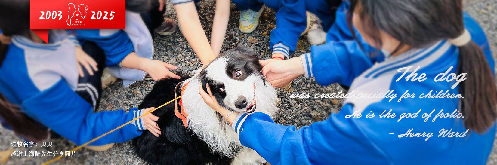 高品质纯正血统边牧幼犬奶狗小狗