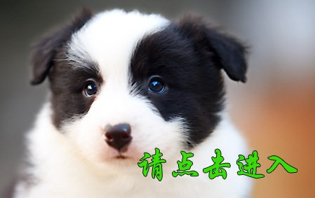 薇薇
