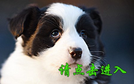 感谢青岛宁先生已结缘 珞珞 公F1