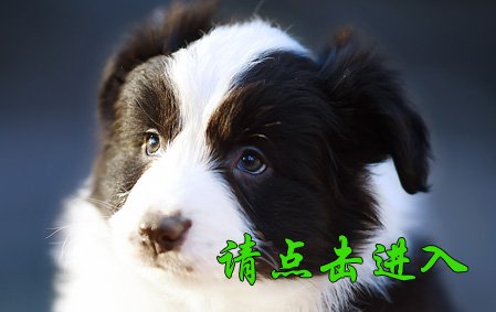 晓帅帅