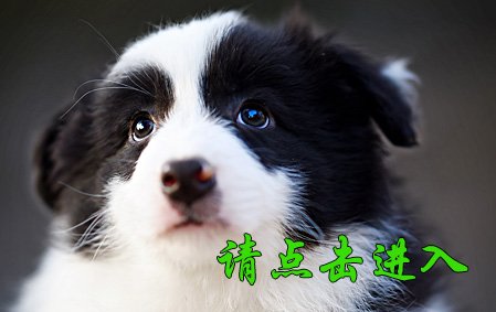 叮叮 公C5