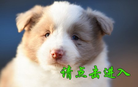 米娅